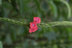 Stachytarpheta mutabilis